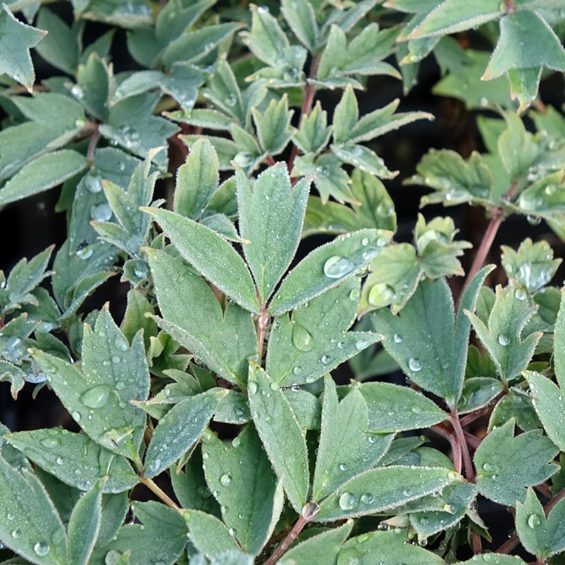 Paeonia suffruticosa Rou Fu Rong (Foliage)