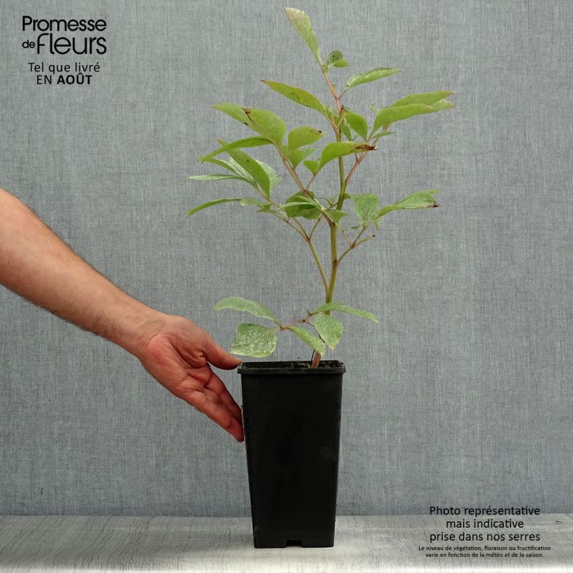 Paeonia lactiflora Claire de Lune 3L/4L pot sample as delivered in summer
