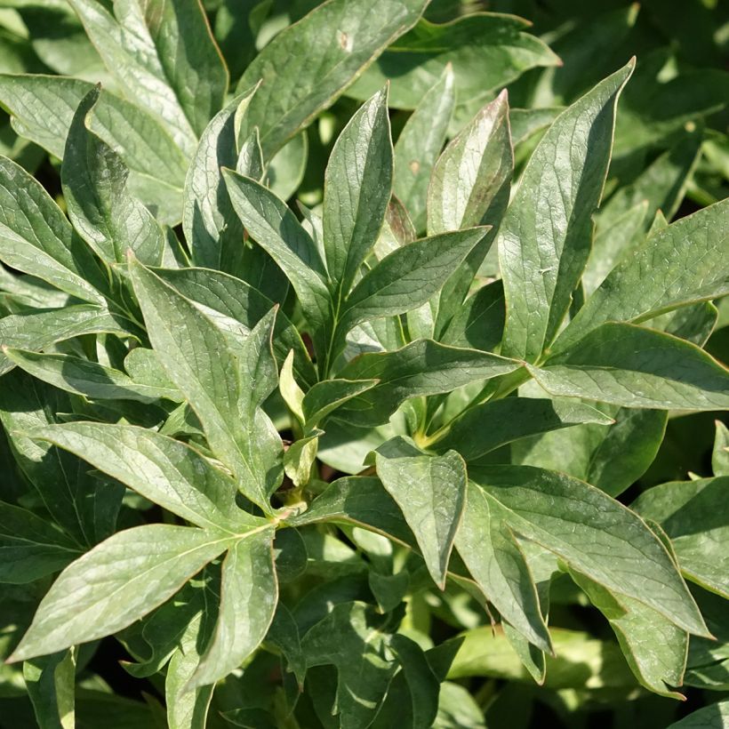 Paeonia lactiflora Coral Sunset - Garden Peony (Foliage)