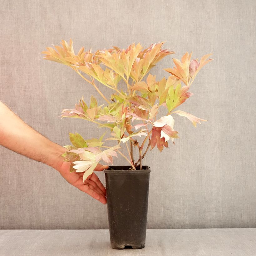 Paeonia Itoh Bartzella - Itoh Peony 3L/4L pot sample as delivered in summer