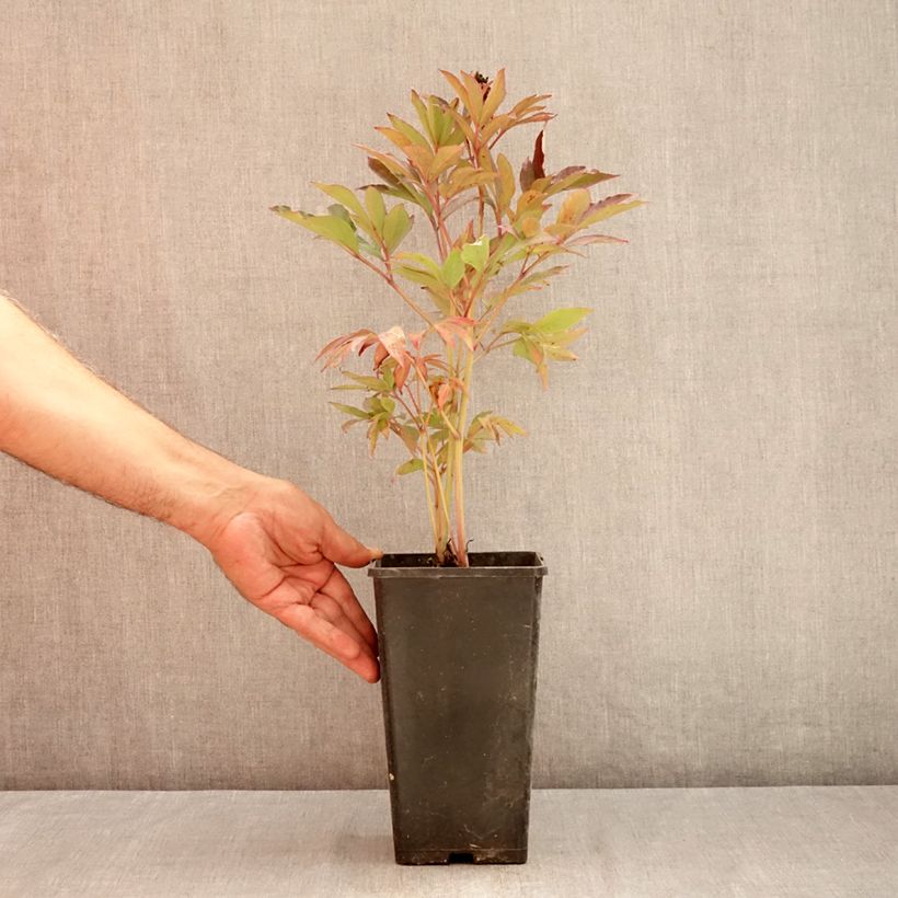 Paeonia x Itoh Callie's Memory 3L/4L pot sample as delivered in summer