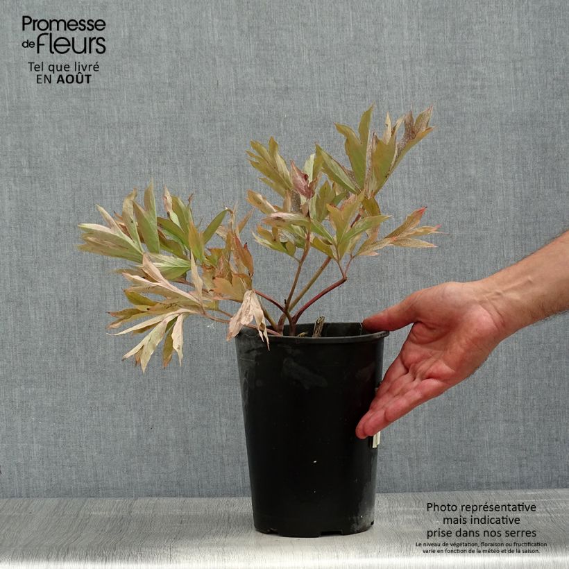 Paeonia x Itoh 'Cora Louise' 3L/4L pot sample as delivered in summer