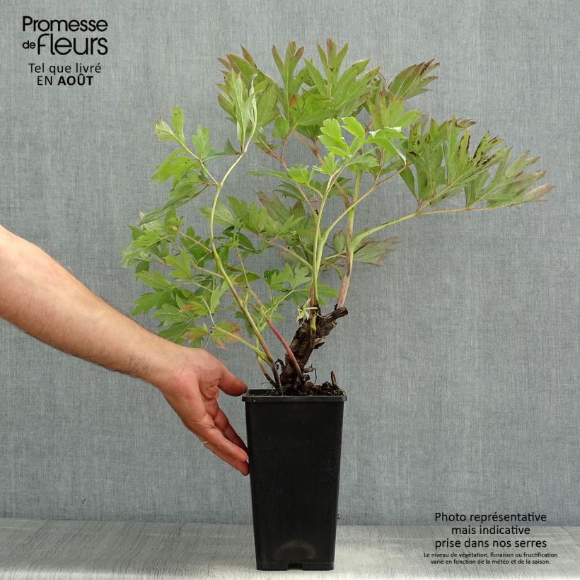 Paeonia Itoh First Arrival 3L/4L pot sample as delivered in summer