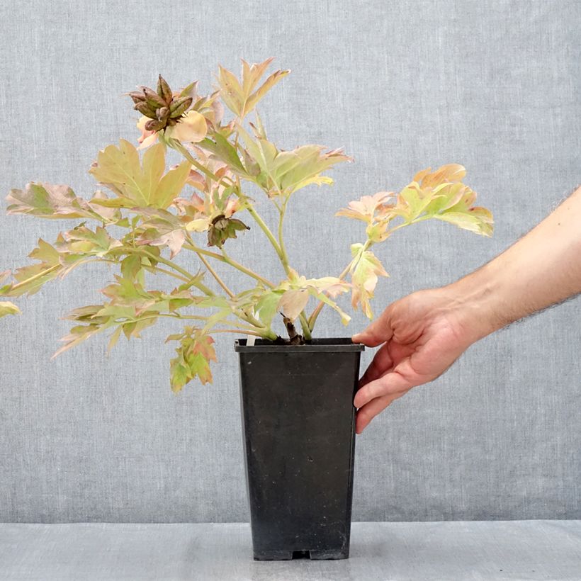 Paeonia Itoh Garden Treasure 4L/5L pot sample as delivered in summer