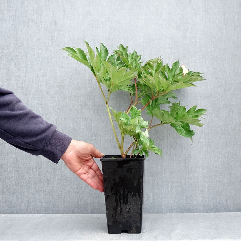 Paeonia Itoh Garden Treasure 4L/5L pot sample as delivered in spring