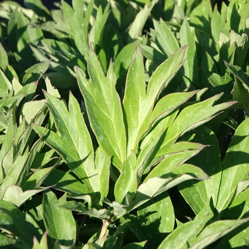 Paeonia Itoh Hillary (Foliage)