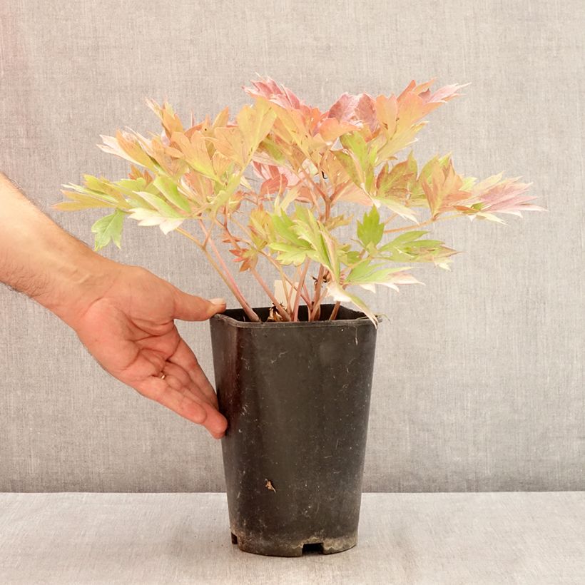 Paeonia Itoh Hillary 3L/4L pot sample as delivered in summer