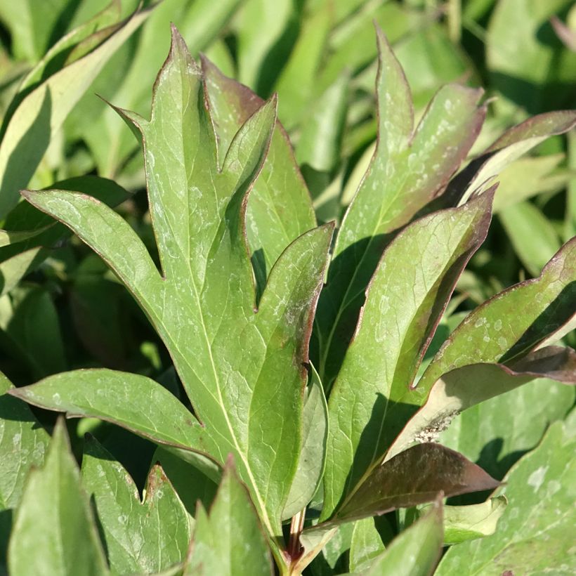 Paeonia Itoh Pink Ardour (Foliage)