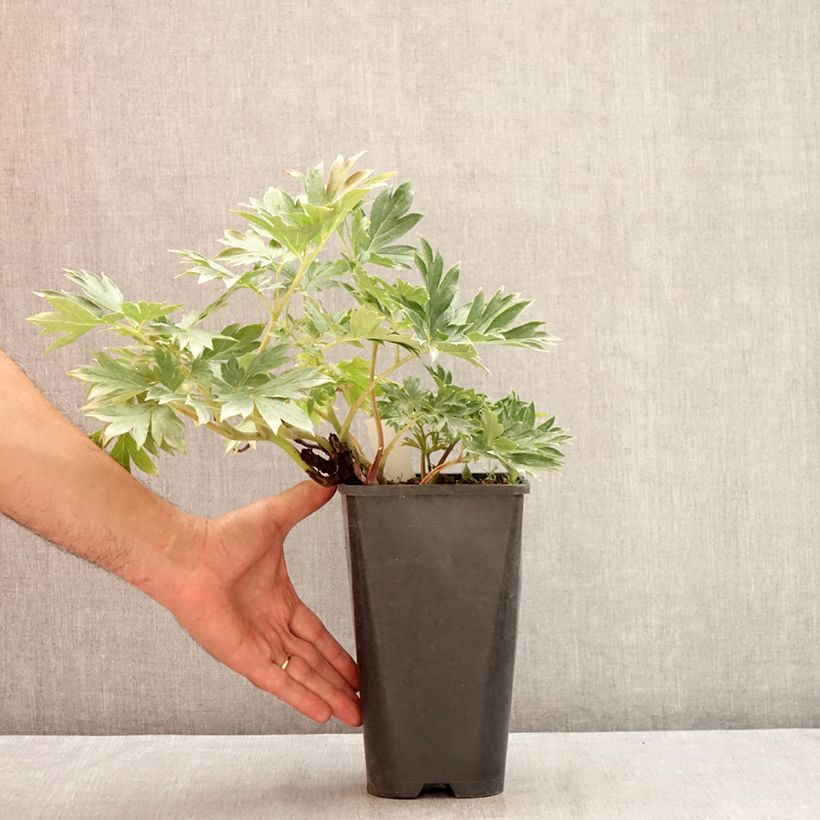 Paeonia Itoh Viking Full Moon 3L/4L pot sample as delivered in summer