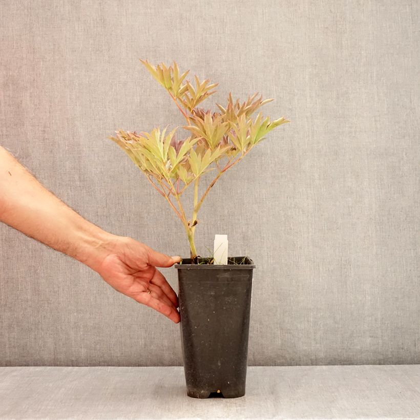Paeonia itoh Yellow Crown 3L/4L pot sample as delivered in summer