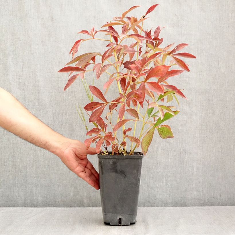 Paeonia x lactiflora Albert Crousse 3L/4L pot sample as delivered in summer