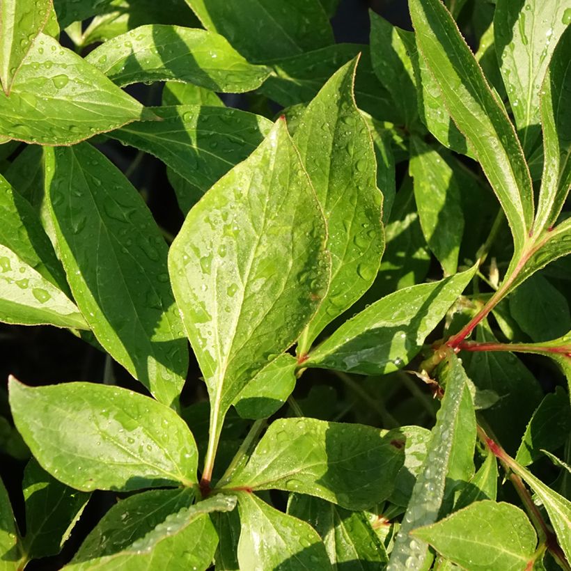 Paeonia lactiflora Alertie (Foliage)