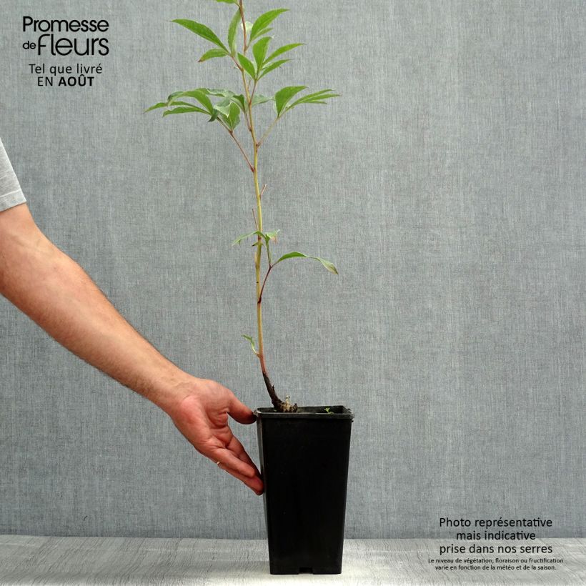 Paeonia lactiflora Big Ben 3L/4L pot sample as delivered in summer