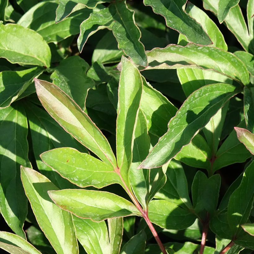 Paeonia lactiflora Boule de Neige (Foliage)