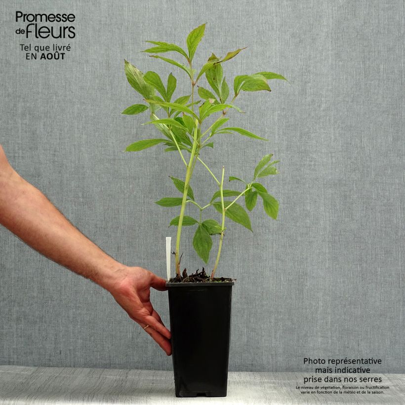 Paeonia lactiflora Bowl of Beauty Bare root 3-5 eyes sample as delivered in summer