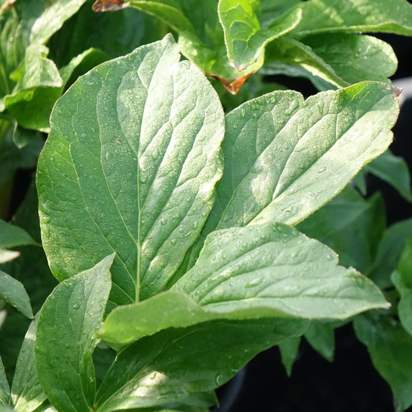 Paeonia lactiflora Buckeye Belle (Foliage)