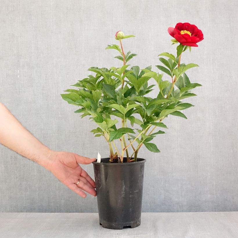 Paeonia lactiflora Buckeye Belle 3L/4L pot sample as delivered in spring