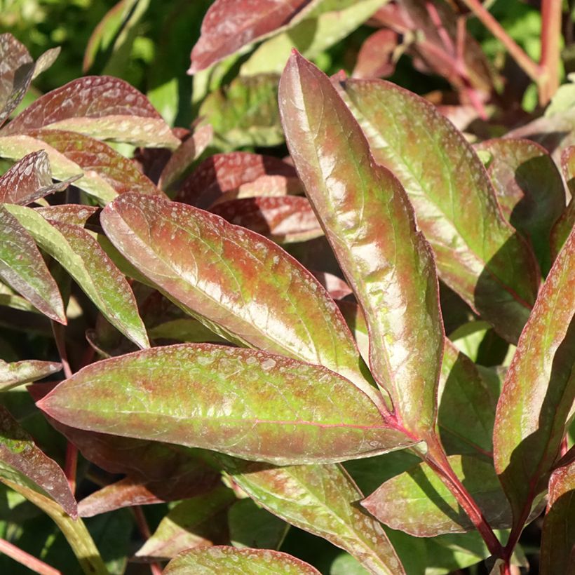 Paeonia x lactiflora Carl G. Klehm - Chinese Peony (Foliage)