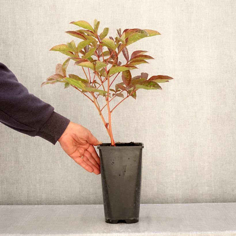 Paeonia x lactiflora Carl G. Klehm - Chinese Peony 4L/5L pot sample as delivered in spring