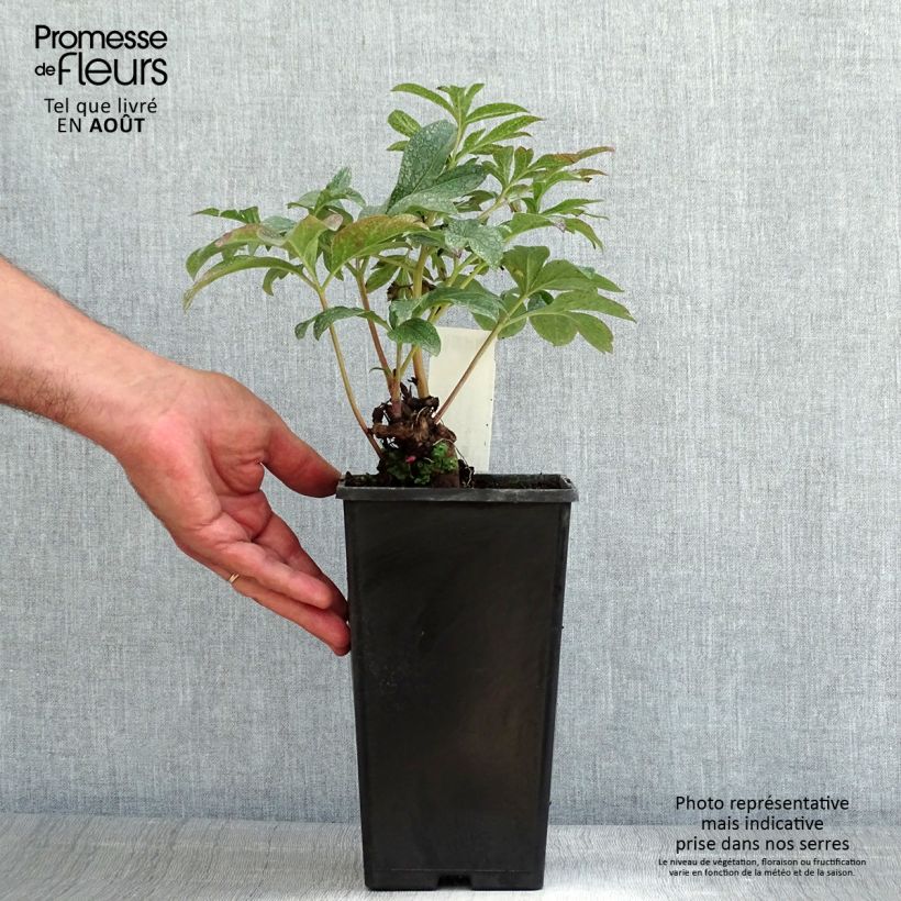 Paeonia lactiflora Coral Charm 3L/4L pot sample as delivered in summer