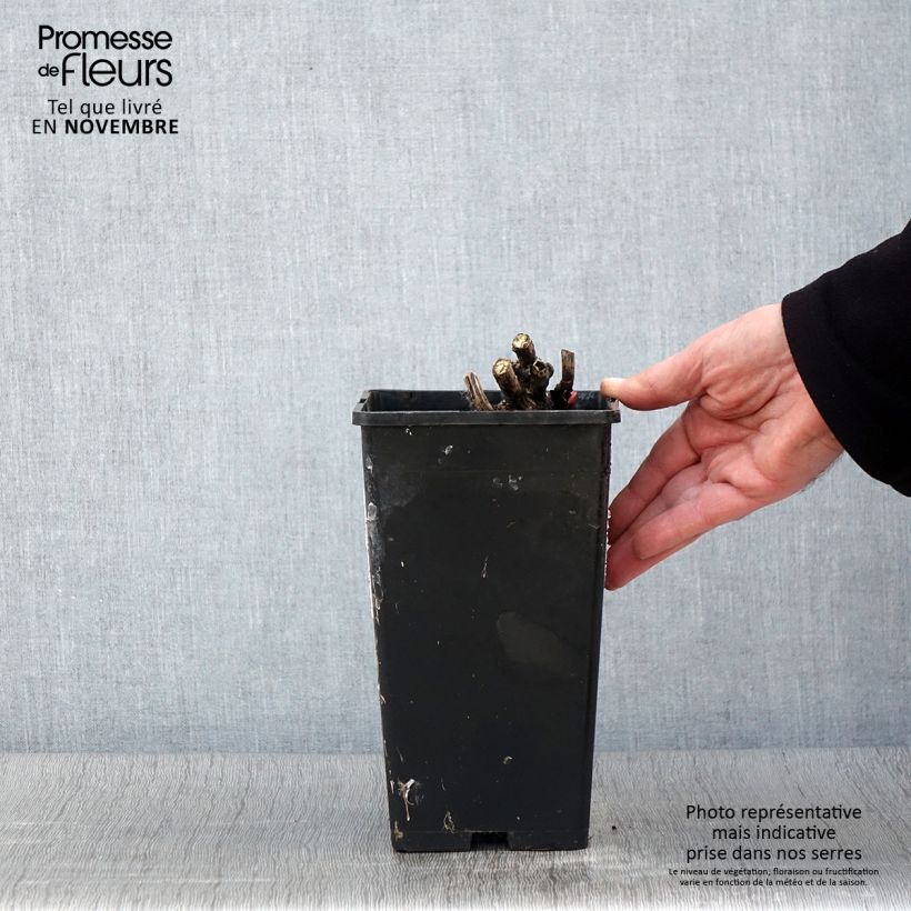 Paeonia lactiflora Coral Magic 3L/4L pot sample as delivered in autumn