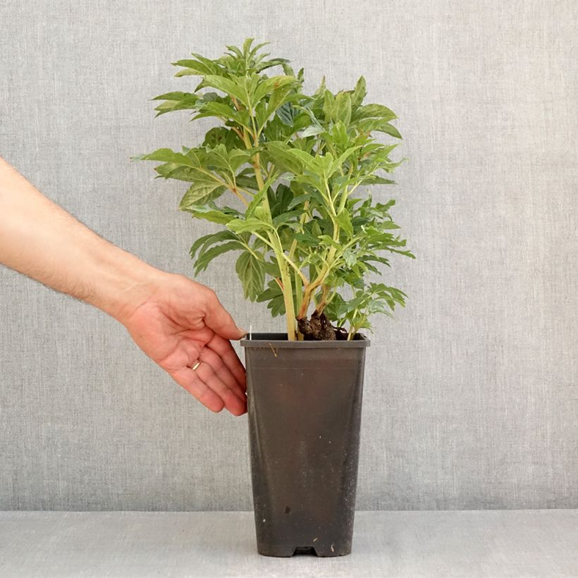 Paeonia lactiflora Coral Magic 3L/4L pot sample as delivered in summer