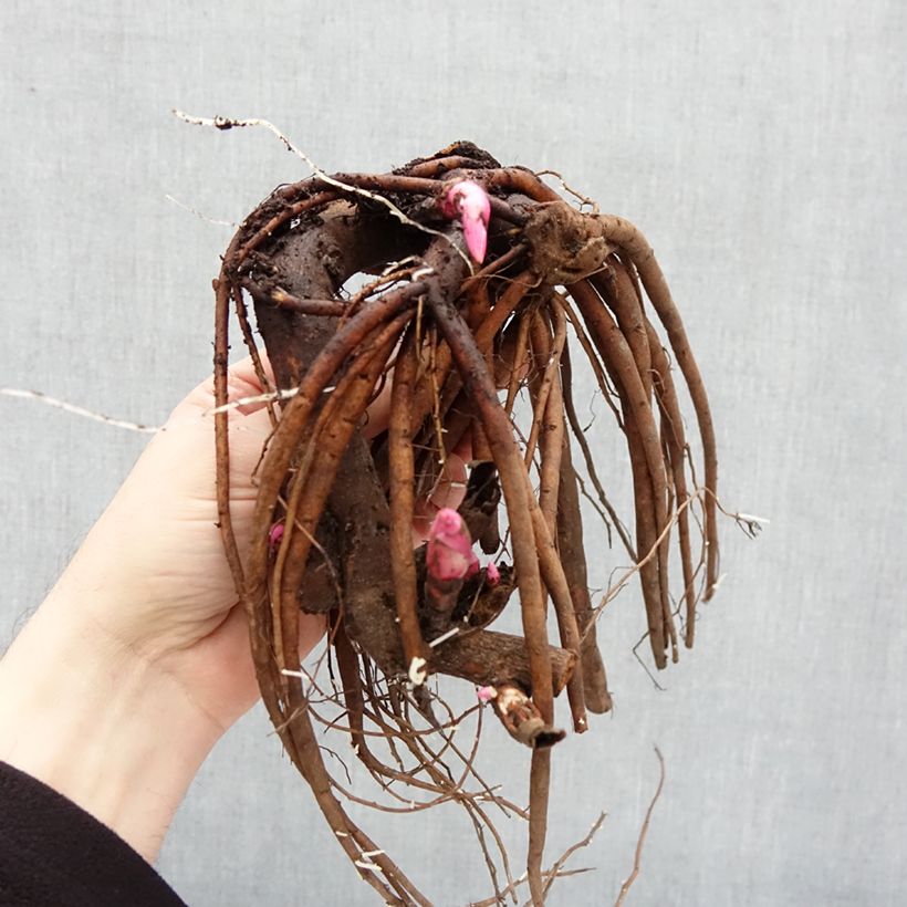 Paeonia lactiflora Coral Magic Bare root 3-5 eyes sample as delivered in winter
