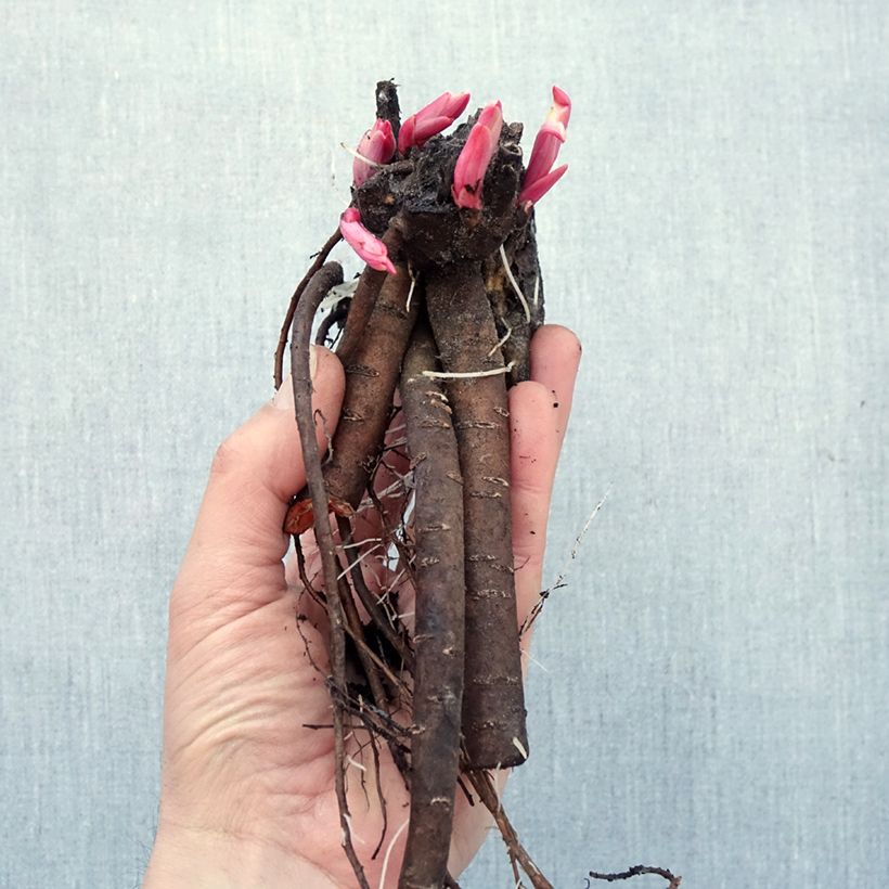 Paeonia x lactiflora Corinne Wersan - Chinese Peony Bare root 3-5 eyes sample as delivered in winter