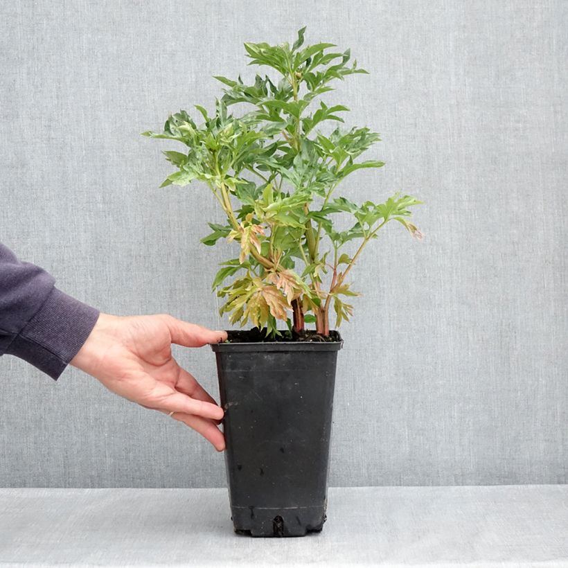 Paeonia lactiflora Cytherea 3L/4L pot sample as delivered in spring