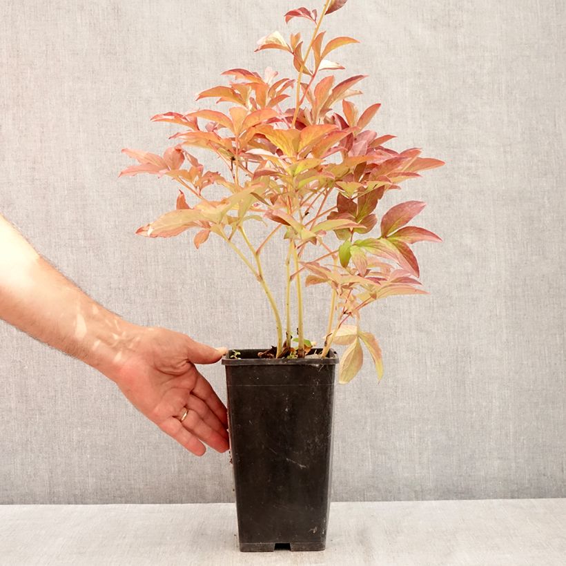 Paeonia lactiflora Do Tell 3L/4L pot sample as delivered in summer