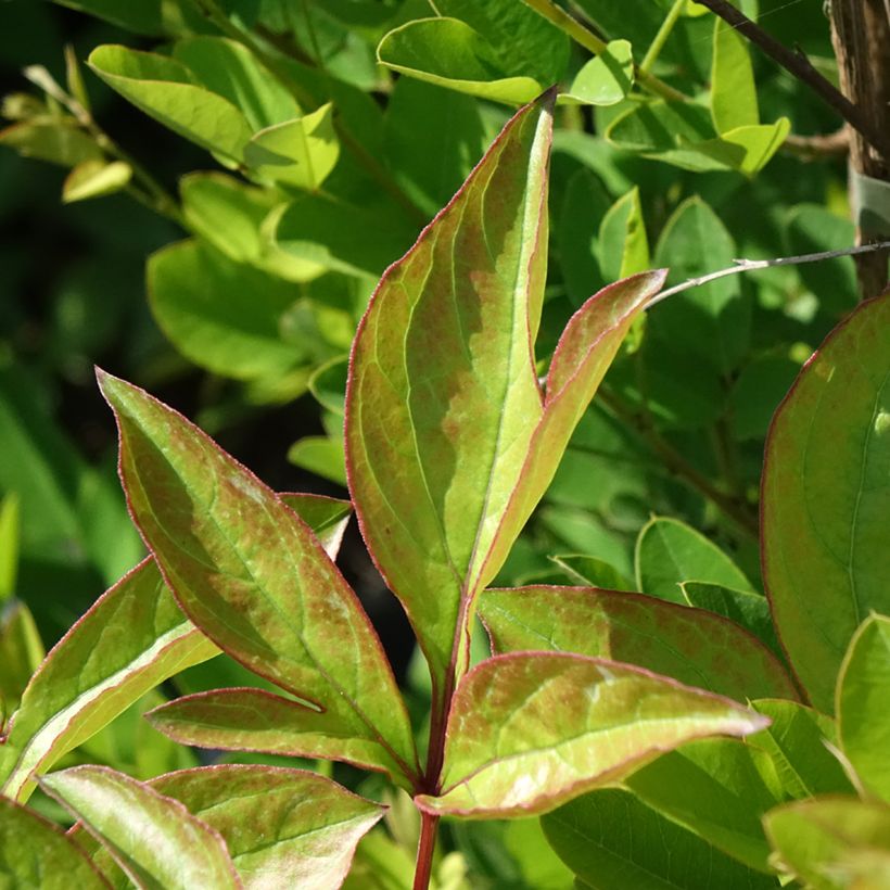Paeonia lactiflora Doreen (Foliage)