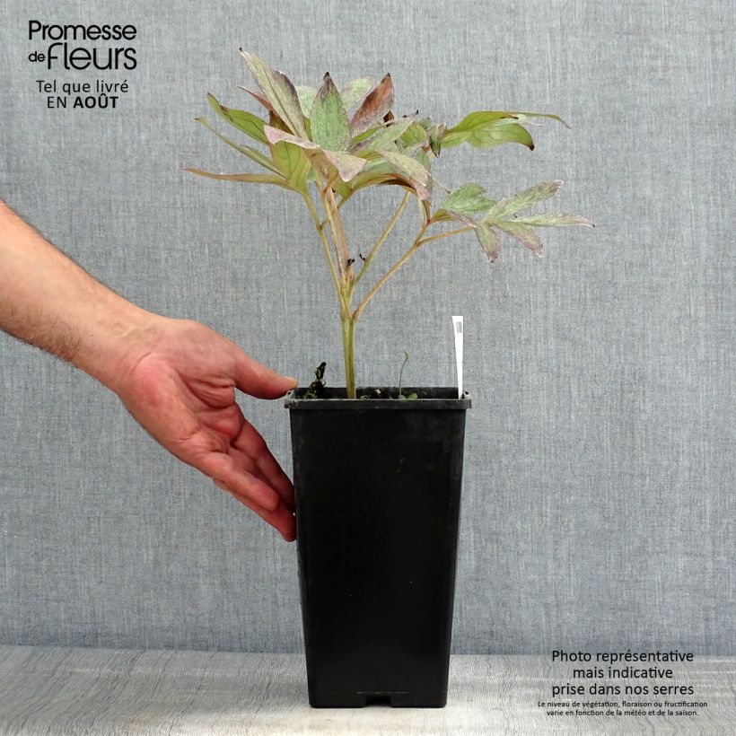 Paeonia lactiflora Dr Alexander Fleming Bare root 3-5 eyes sample as delivered in summer