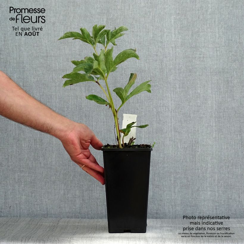Paeonia lactiflora Duchesse de Nemours 3L/4L pot sample as delivered in summer
