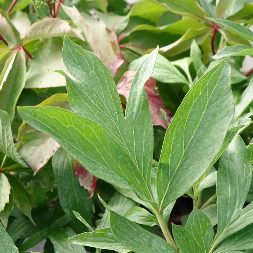 Paeonia x lactiflora Early Flamingo - Chinese Peony (Foliage)