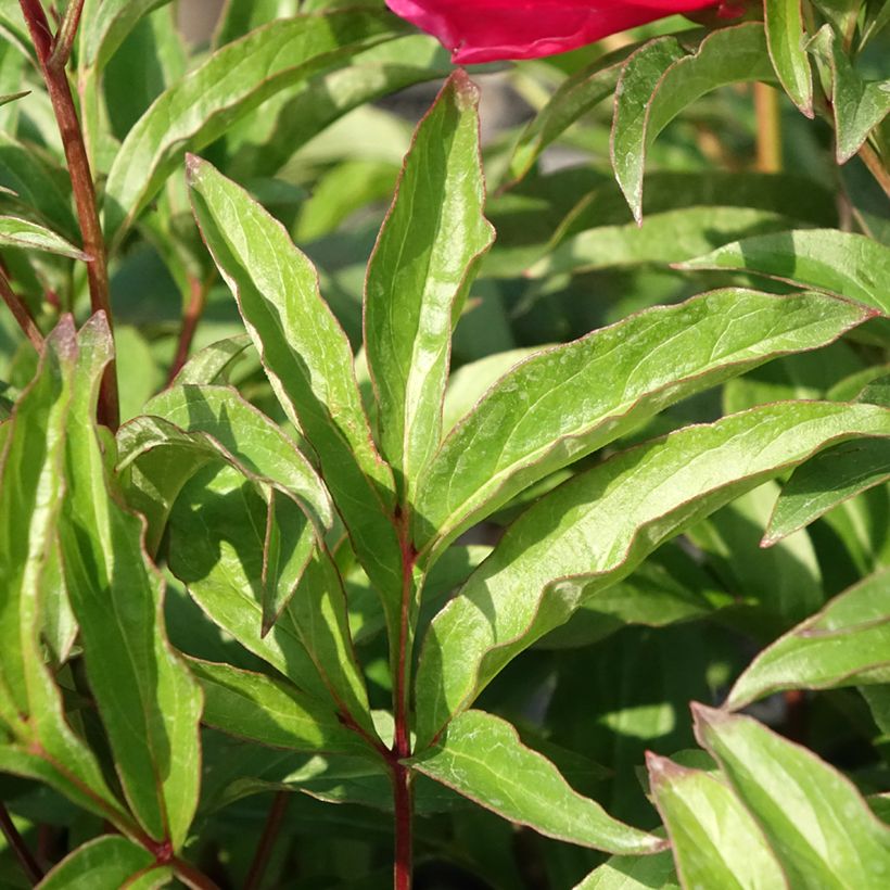 Paeonia lactiflora Fantastic (Foliage)