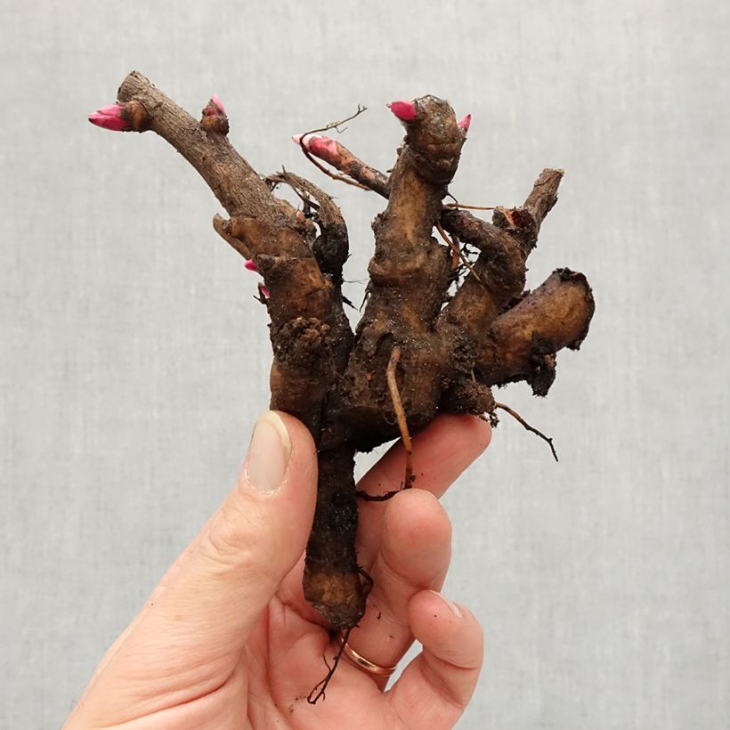 Paeonia lactiflora Fantastic Bare root 3-5 eyes sample as delivered in winter