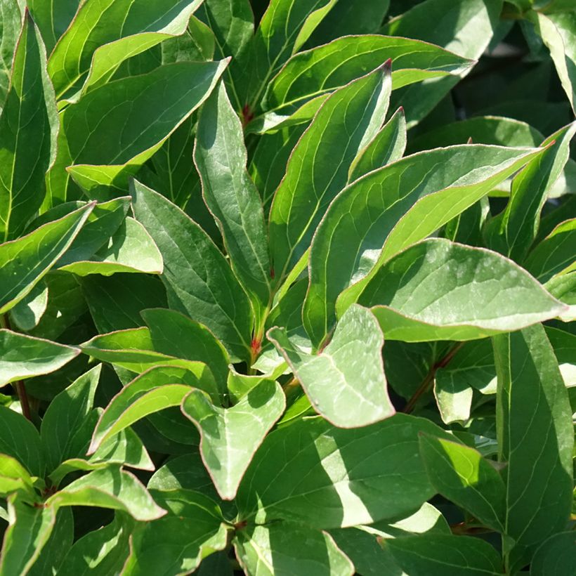 Paeonia lactiflora Peach Blossom (Foliage)