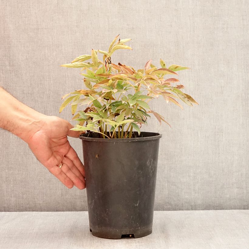 Paeonia lactiflora Peach Blossom 3L/4L pot sample as delivered in summer