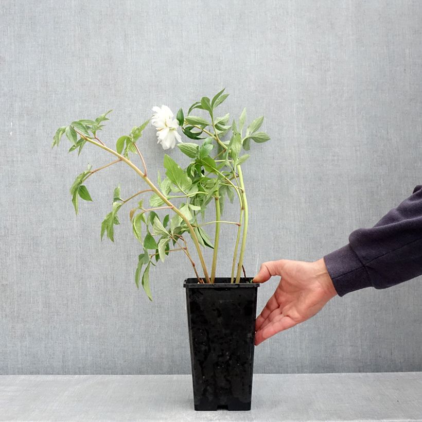 Paeonia x lactiflora Fringed Ivory - Chinese Peony 4L/5L pot sample as delivered in spring