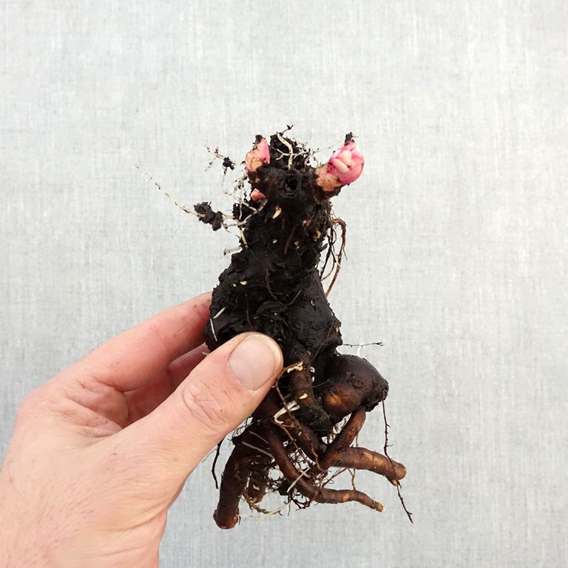 Paeonia lactiflora Gardenia Bare root 3-5 eyes sample as delivered in winter