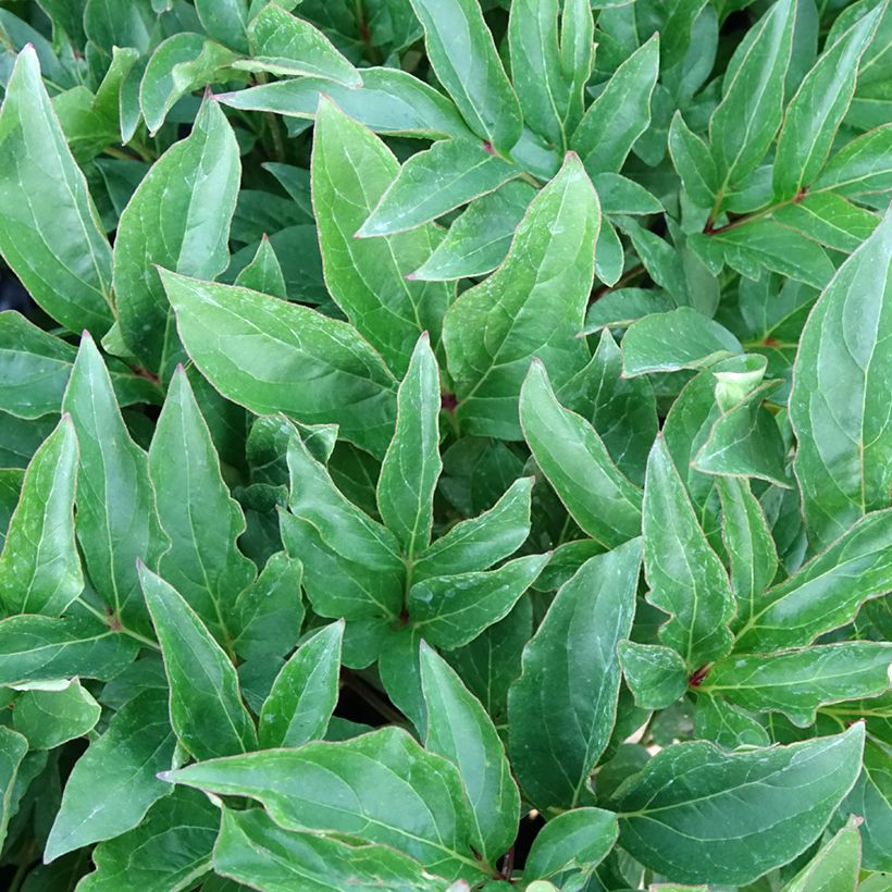 Paeonia lactiflora Green Halo (Foliage)