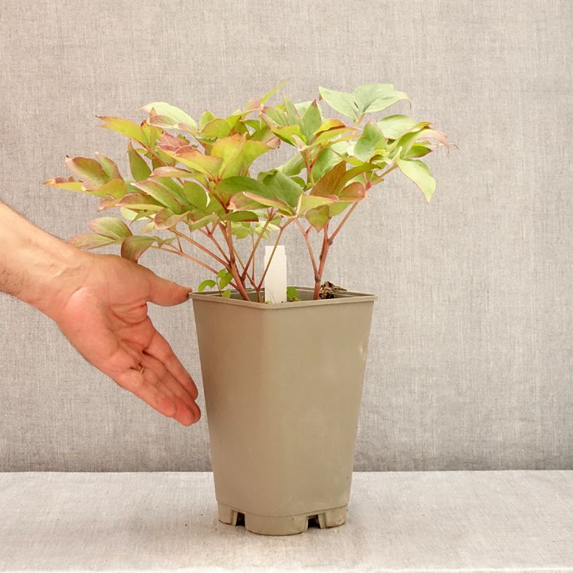 Paeonia lactiflora Green Halo 3L/4L pot sample as delivered in summer
