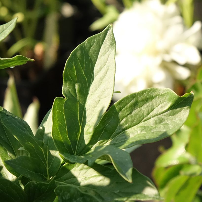 Paeonia lactiflora Bockstoce (Foliage)