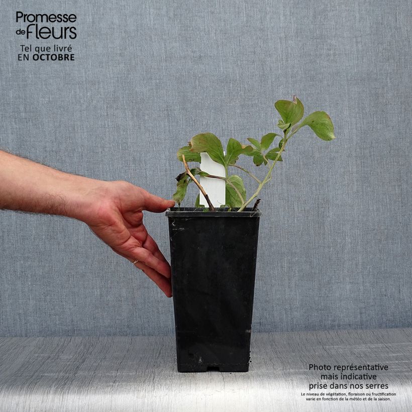 Paeonia lactiflora Inspecteur Lavergne 3L/4L pot sample as delivered in autumn