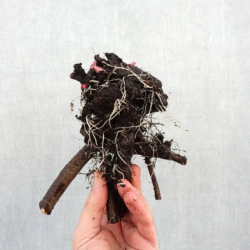 Paeonia lactiflora Jacorma Bare root 3-5 eyes sample as delivered in winter