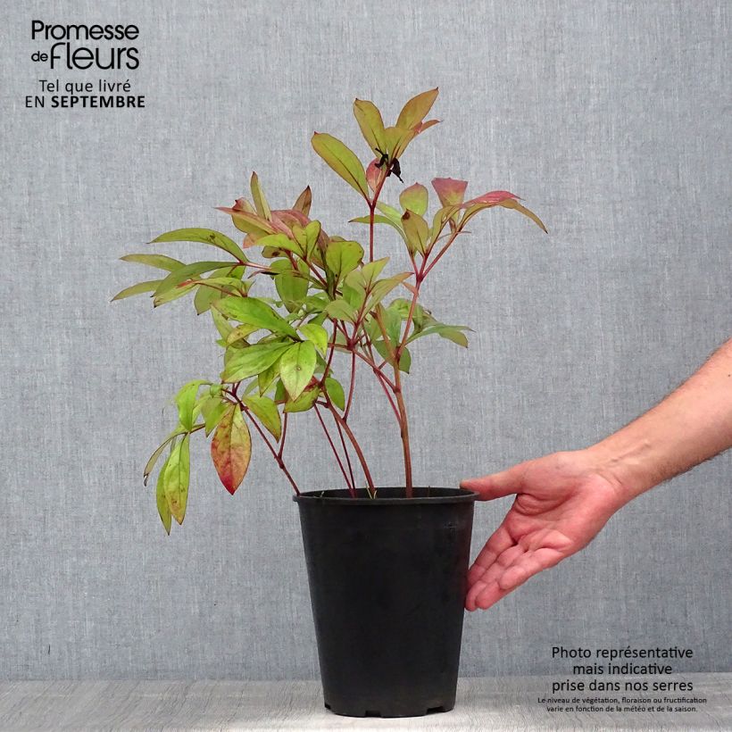 Paeonia lactiflora Karl Rosenfield 3L/4L pot sample as delivered in summer