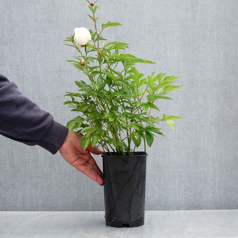 Paeonia x lactiflora Lancaster Imperial - Chinese Peony 4L/5L pot sample as delivered in spring