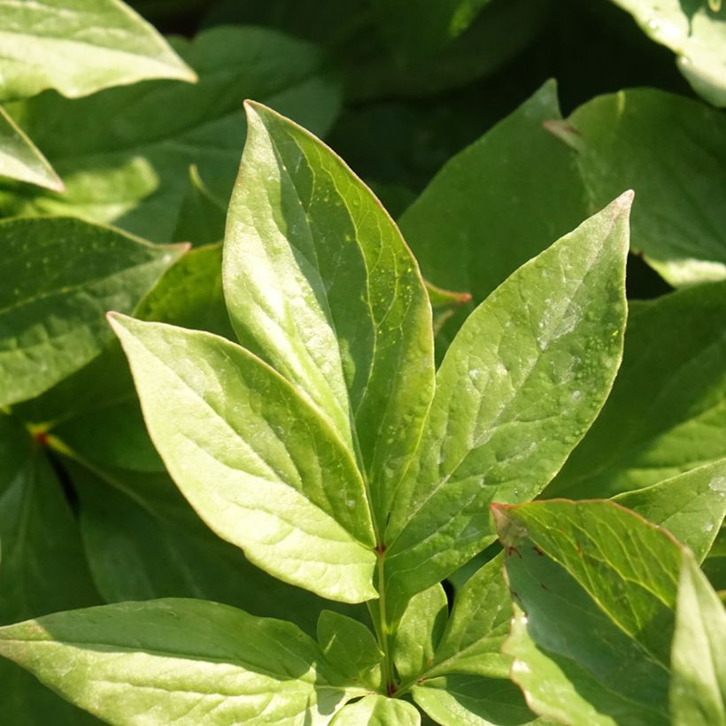 Paeonia lactiflora Lemon Chiffon (Foliage)