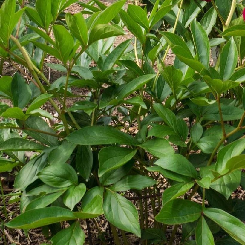 Paeonia lactiflora Louis van Houtte (Foliage)