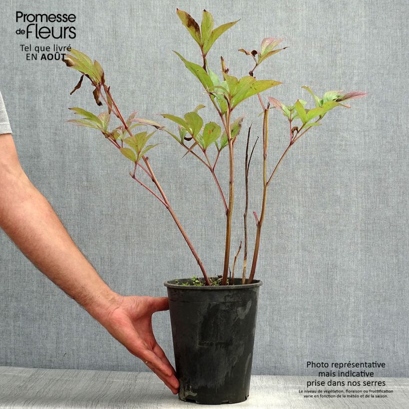 Paeonia lactiflora Louis van Houtte Bare root 3-5 eyes sample as delivered in summer